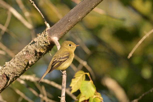 Yellow-bellied Flycatcher bird sits perched on a branch in the forest