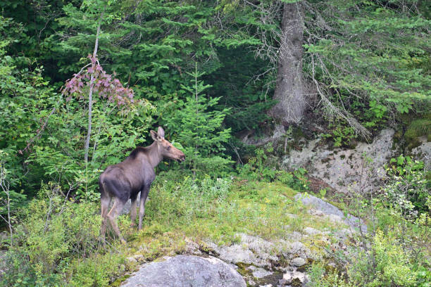istock Close up of a Moose calf walking up a rock face 2170659682