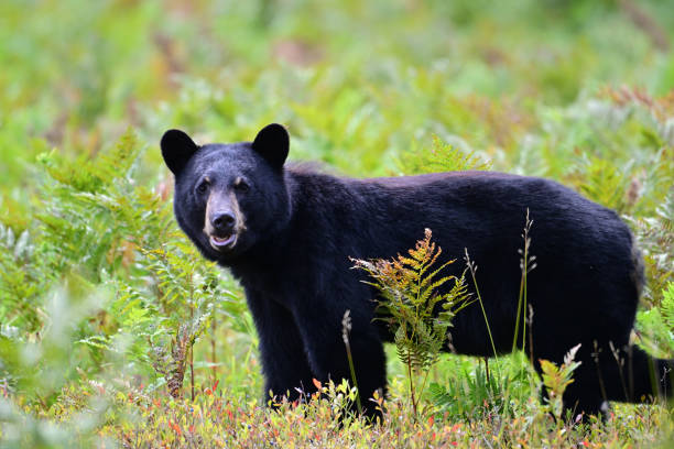 istock Young Black Bear eating wild blueberries 2170659769