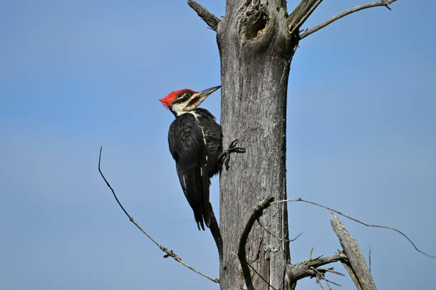 istock Pileated Woodpecker male on a dead tree 2170659776