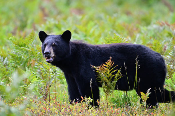 istock Young Black Bear eating wild blueberries 2170659781