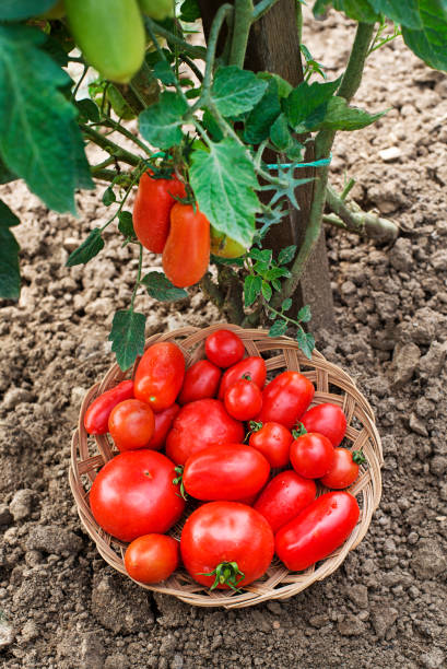 istock Tomato garden harvesting 2170660188