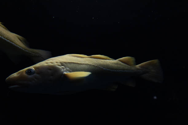 istock A codfish swimming in the deep in aquarium - black background 2170661445