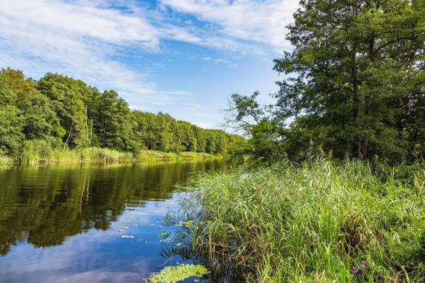 istock View over the river Warnow with trees and reeds near Papendorf, Germany 2170662837