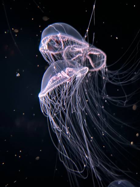 istock Monterey Bay Aquarium Jellyfish 2170667229
