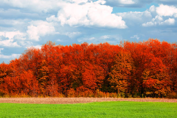 istock Red trees with a green field in a foreground 2170669251