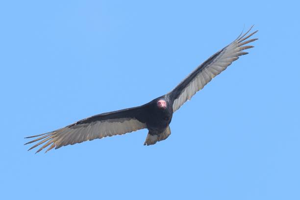 istock A Turkey Vulture flies directly towards the camera 2170669336