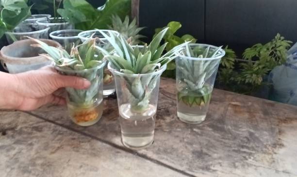 istock Pineapple soaked in water and roots 2170669347