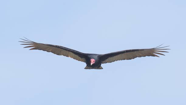 istock A Turkey Vulture flies directly towards the camera 2170669467