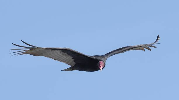 istock A Turkey Vulture flies directly towards the camera 2170669478