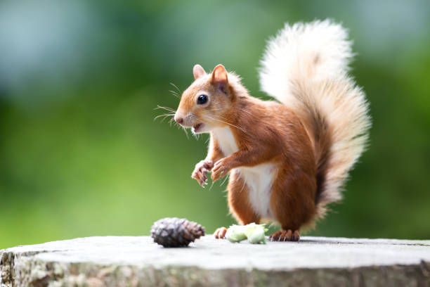 istock Portrait of a cute red squirrel eating nuts on a tree stump 2170670644