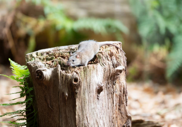 Two brown rats (Rattus norvegicus) standing in a hedge.