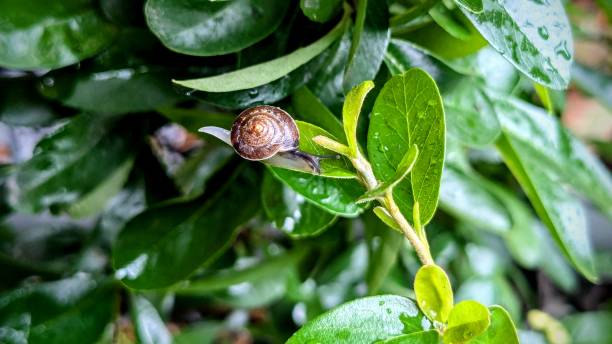A tiny snail with a shell on green leaves after rain
