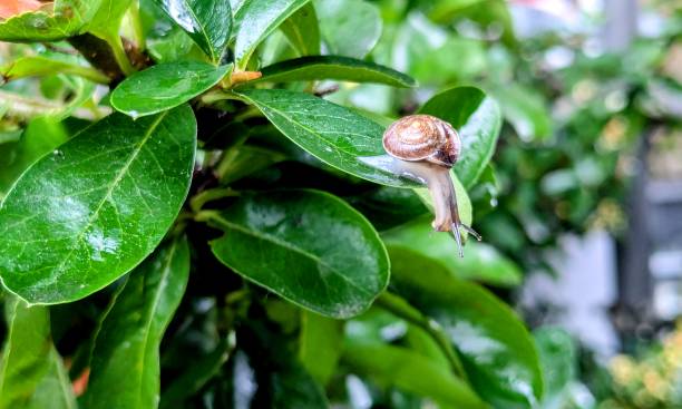 istock A tiny snail with a shell on wet green leaves after rain 2170670657