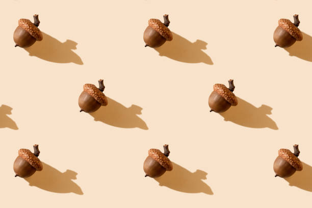 Sustainable Holidays. Autumn season minimal background. Autumn still life