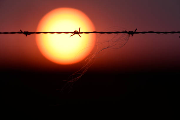 Barbed wire on a fence, at orange sunset.