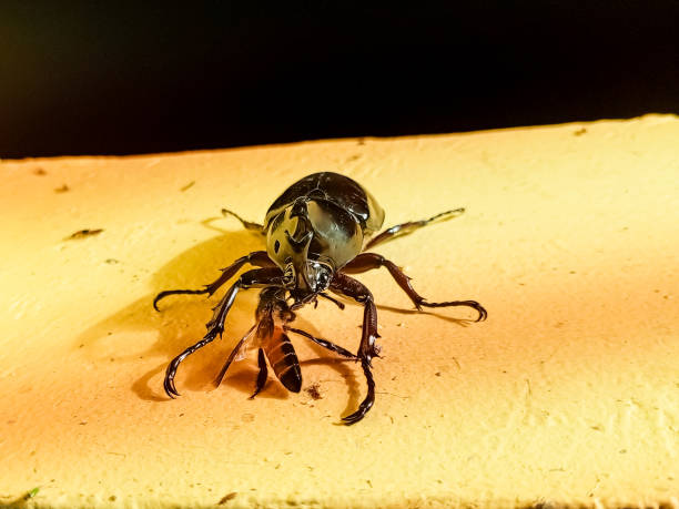istock Horn beetles prey on bees at night 2170672379