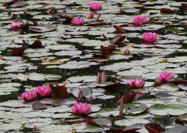 istock Ten park pink Water Lilies floating on water covered with lily pads 2170673789