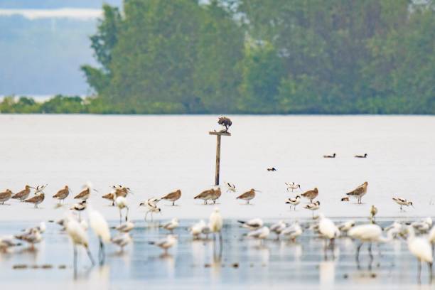 istock Osprey Resting on a Perch Amidst a Flock of Wading Birds 2170676408
