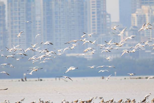 istock A Massive Flock of Seagulls Taking Flight Over a Coastal Wetland 2170676554