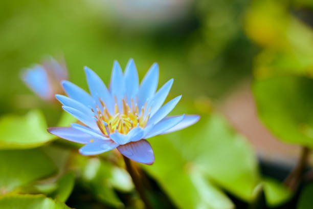 closeup of a blue lotus growing on a blurry background