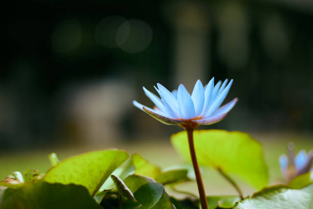 closeup of a blue lotus growing on a blurry background