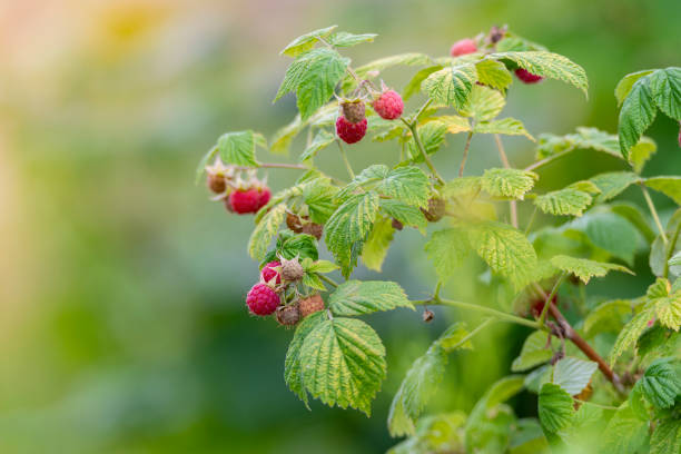 Wild Raspberry Shrub Image 200+ Wild Raspberry Plant Stock Photos, Pictures & Royalty-Free Images ...