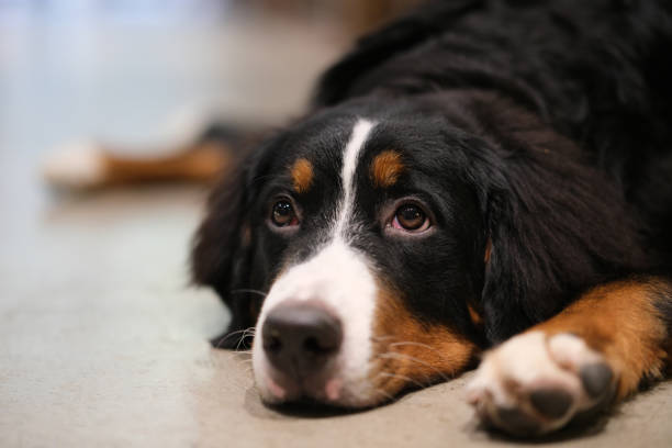 cute Bernese Mountain Dog lying down on ground indoor