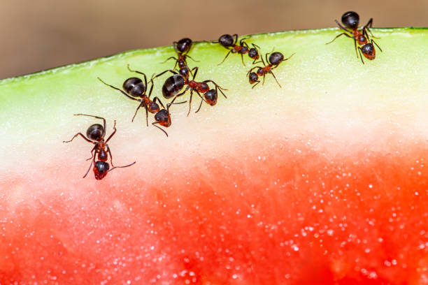 ants standing on a banana leaf from Thailand nature from kalasin city and from isaan Province