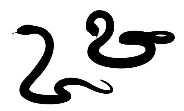 Silhouette of two coiled snakes (monochrome) Silhouette of two coiled snakes (monochrome) colubrid snakes stock illustrations