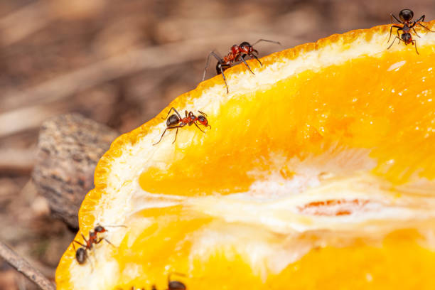 istock Black ant eating sliced orange on the dish. Selective focus 2170684467