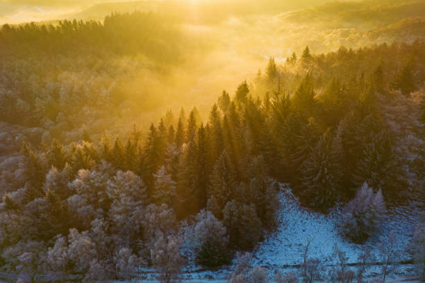 A winding path leads through a forest covered in frost and ice on a clear winter day. The sun shines through the trees, illuminating the frosted branches and highlighting the textures of the icy landscape.