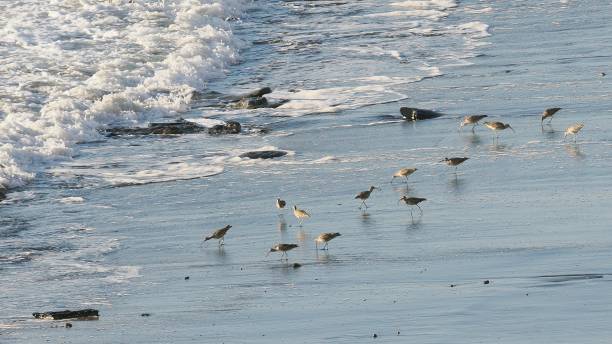 istock A flock of migratory Hudsonian Whimbrel on a beach in Chile 2170685946