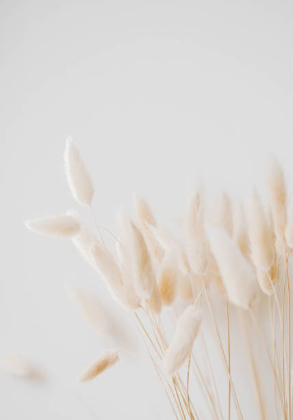 Dry fluffy lagurus flowers with shadows from the sun on white background