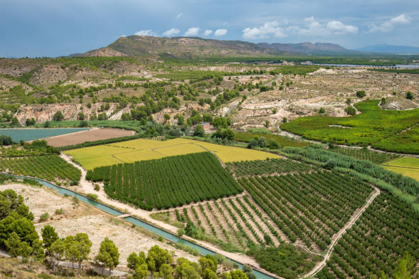Agricultural rice paddy fields in Calasparra, Murcia, Spain