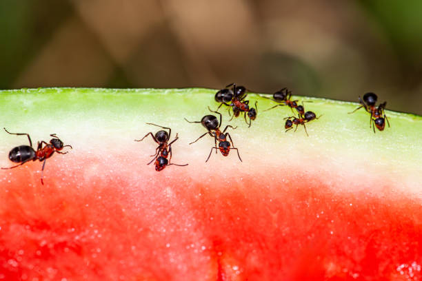 istock macro picture with a group of ants get everything from a watermelon, the ants feed on watermelon and are very hardworking. 2170687658