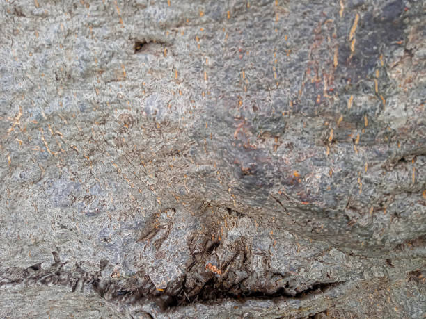 istock close up photo of tree bark 2170689469