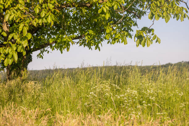 Scenic view Captured the Lush,Grassy Field and the Tree Standing Tall,Framed against a Clear Sky,Tranquility and Natural Beauty in the Landscape.