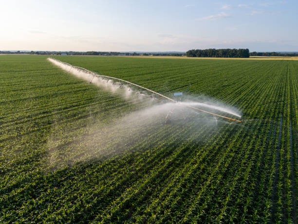 istock Fertilizers Spraying on Crops in Agricultural Field 2170690501