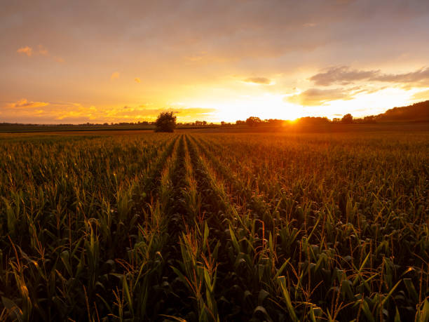 istock Crops Growing in Field against Cloudy Sky during Sunset 2170690544