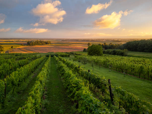 istock Scenic view of Orchard against Sky during Sunset 2170690548