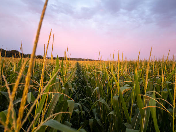 istock Fresh Crops in Field against Cloudy Sky during Sunset 2170690575