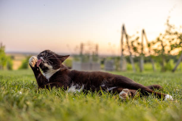 Black Tuxedo Cat Licking Its Paw while Lying on Grassy Field with Clear Sky in the Background during Sunset