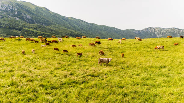 Cows Grazing on Beautiful Grassy Field with Mountain Range in Background against Clear Sky during Sunny Day