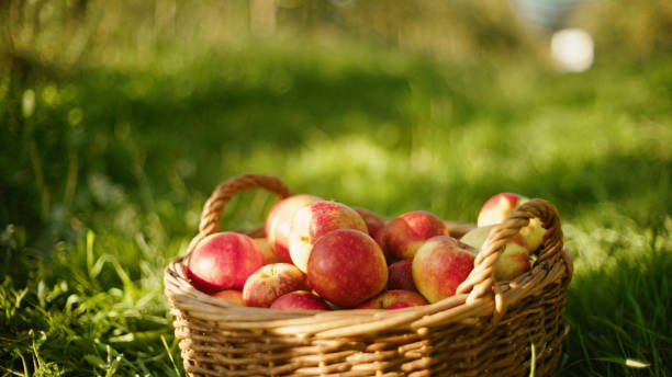 istock Fresh Organic Apples in Wicker Basket on Grass during Sunny Day 2170692068