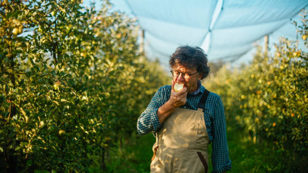 Mature Man Wearing Bib Overalls and Eyeglasses Eating Fresh Juicy Organic Apple while Standing in Orchard during Autumn
