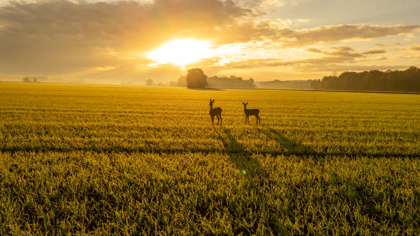 istock View of Deer Standing on Grassy Landscape against Cloudy Sky during Sunset 2170692264