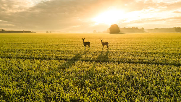 Deer Standing on Grassy Agricultural Field against Cloudy Sky during Sunset