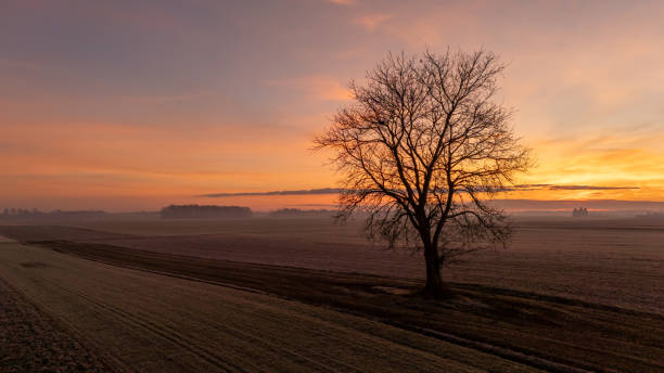 View of Single Bare Tree amidst Scenic Patchwork Agricultural Landscape against Dramatic Sky during Sunset