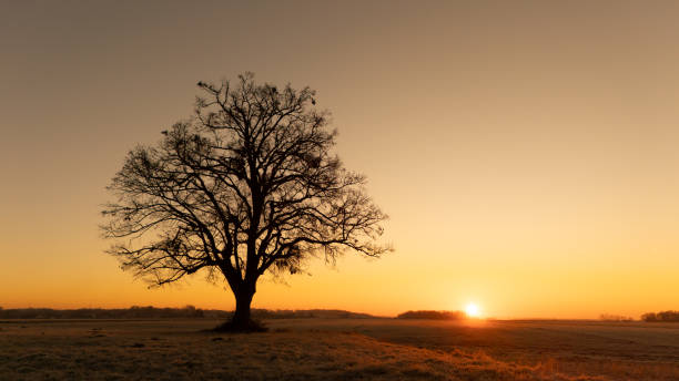 istock Silhouette Bare Tree amidst Agricultural Landscape against Clear Sky at Sunset 2170692286